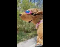 Dog wears pink goggles out car window