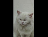 White pet cat called stared with lazy eyes