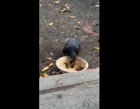 Pigeon eats leftover food in the bowl