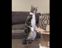 Grey cat sits up wood coffee table 