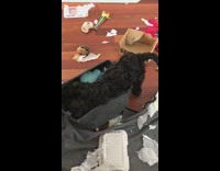 Black Pet Dog dig inside box mess