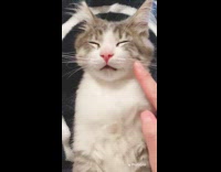 Cat asleep does not wake up when owner pokes face