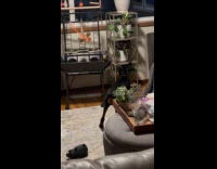 Dogs attacked by the pet parrot