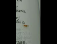 Yellow insect on book dance to beatbox