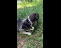 Dogs fighting over a stick