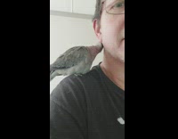 Pet bird cleans and pecks the ear of the man