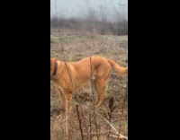 Collab PubityPets - Two brown dogs on dried grass yard
