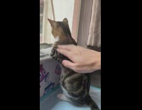 Collab PLC - Kitten stands on hind legs while looking at the window
