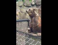 Bear Waves Paw for Foods from Guests