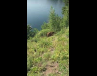 Brown bear two baby cubs mountain river