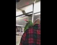Man red plaid shirt stands with green bird parrot on shoulder on subway train