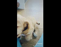 White cat red ball in mouth meows 