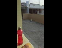 Pet dog chases and play with a metal bucket