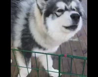 Husky Dog On Wooden Deck Howls For Scratches