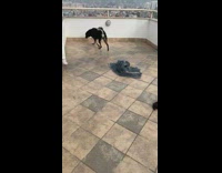 Black white dog plays with mat rooftop  