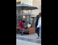 Dog stripes hat on the mall chair