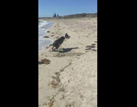Long video of two dogs fighting on beach in slo mo
