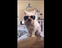 White dog wears sunglasses and cat headband 