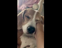 Pet dog gets a scratch and has a squeaky hiccups