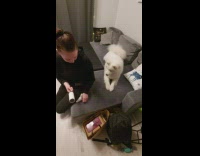 Pet dog plays with the new roller brush