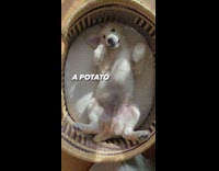 Lazy white retriever puppy in bed