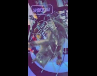 Black cat hangs upside down under chair 