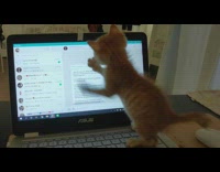 Orange kitten cat touches asus laptop screen 