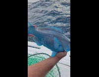 Guy on boat shows off blue fish 