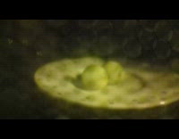 Submitter made plasma inside microwave 