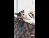 Cat eats catnip ladle ears back down 