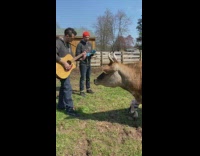 Two guys sing song for cow