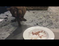 Collab KaleSaladIG - Cat scoops food into mouth