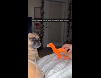 Dog biting dinosaur plushie