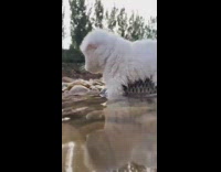 White puppy lays on fish 
