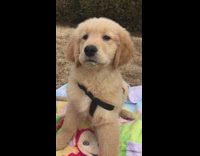 Golden retriever licks his lips after eating peanut butter on picnic blanket