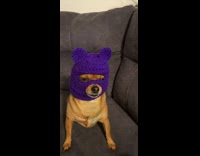 Chihuhua dog with purple face mask sitting on couch