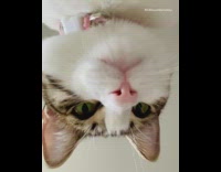 Cat looks down hits phone pink collar 