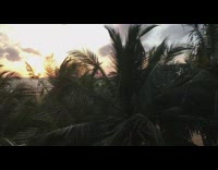 Beach sunset green palm trees orange sky 