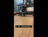 Pug wears Batman costume 