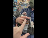 Collab BitchMP - Cat paw up how old are you