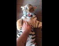 Guy plays with baby tiger laying down