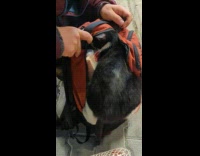 Black and white cat inside of orange backpack 