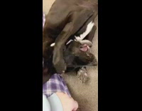 black dog floor scratches face