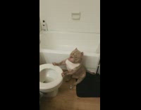 Dog sitting next to toilet with paws on the seat 