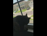 Black cat scratch window screen continuously bed
