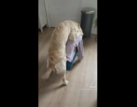 Compilation of dog doing silly things