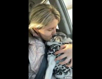 Girl in car smells pug dog 
