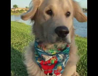 Golden retriever dog in green Christmas bandana at lake