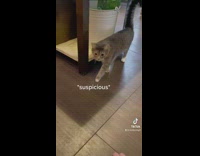 Girl gets comfortable with tenants cat 