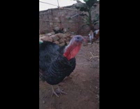 Turkey makes gobble noise with the filmer